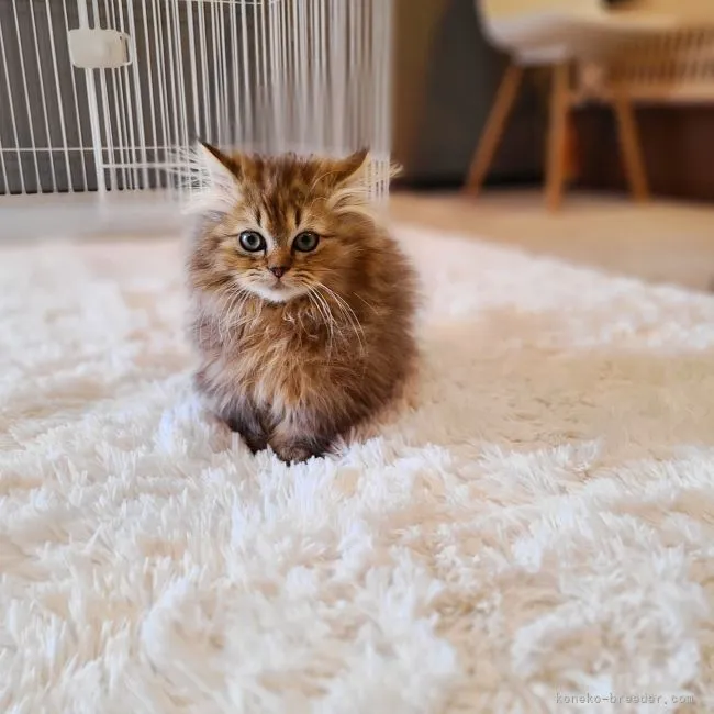 Y.H. 様のお迎えした子猫