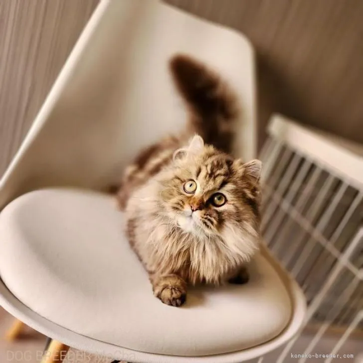 ID：2210-00807の子猫