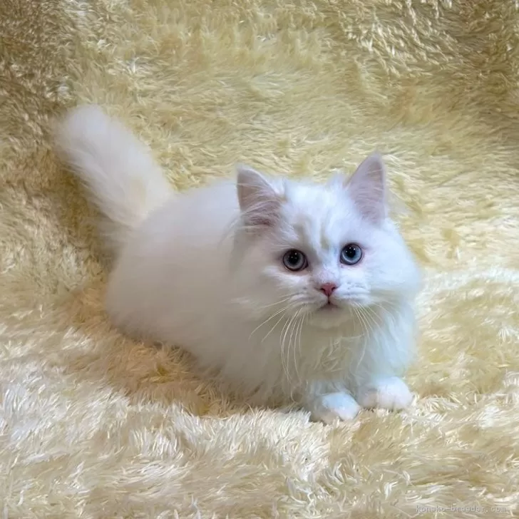 ID:2310-01996の子猫
