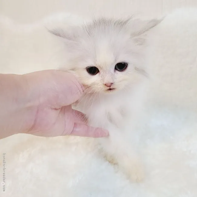 ID：2107-02072の子猫