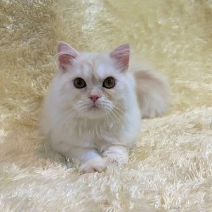 ミヌエット(長足)【千葉県・男の子・2023年3月4日・クリーム&amp;ホワイト】の写真1