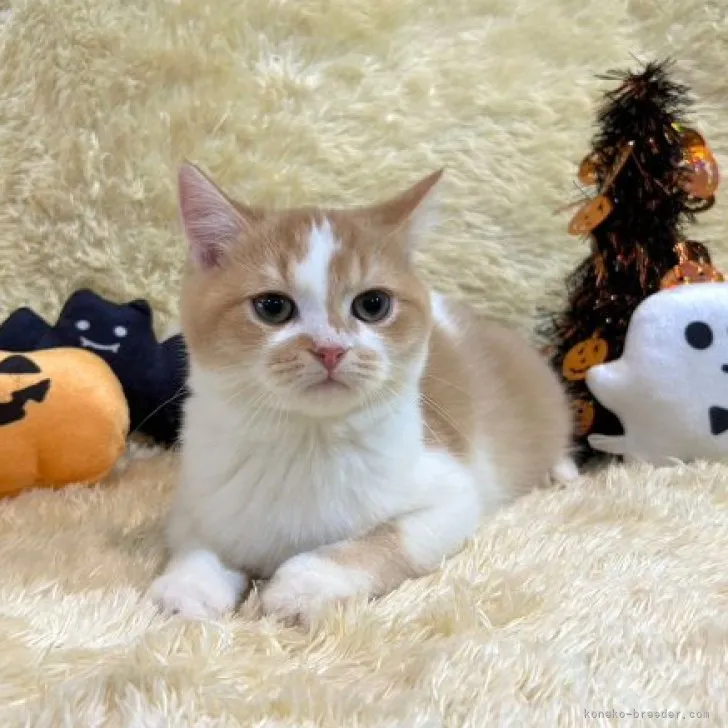ID:2308-01584の子猫