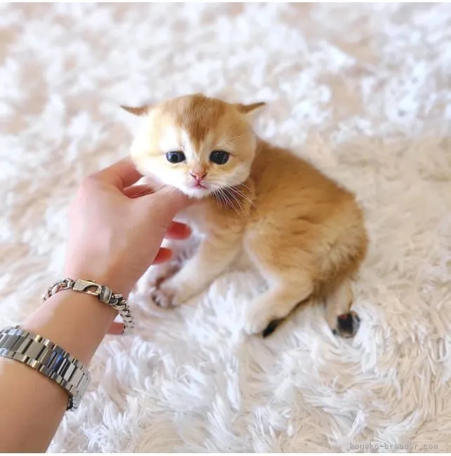 ID:2203-02181の子猫