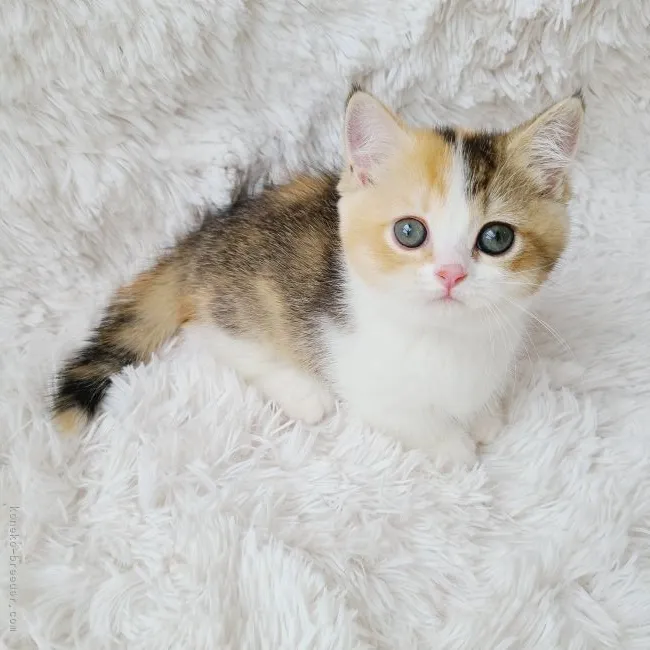 t 様のお迎えした子猫