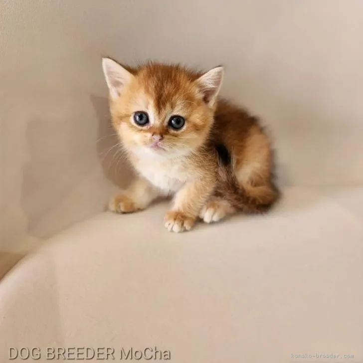 ID：2207-02928の子猫