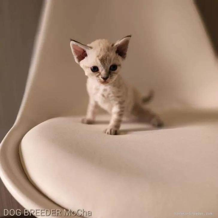 ID：2207-01723の子猫