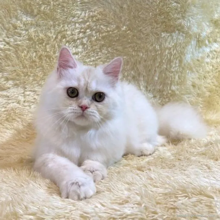 ID:2304-00325の子猫