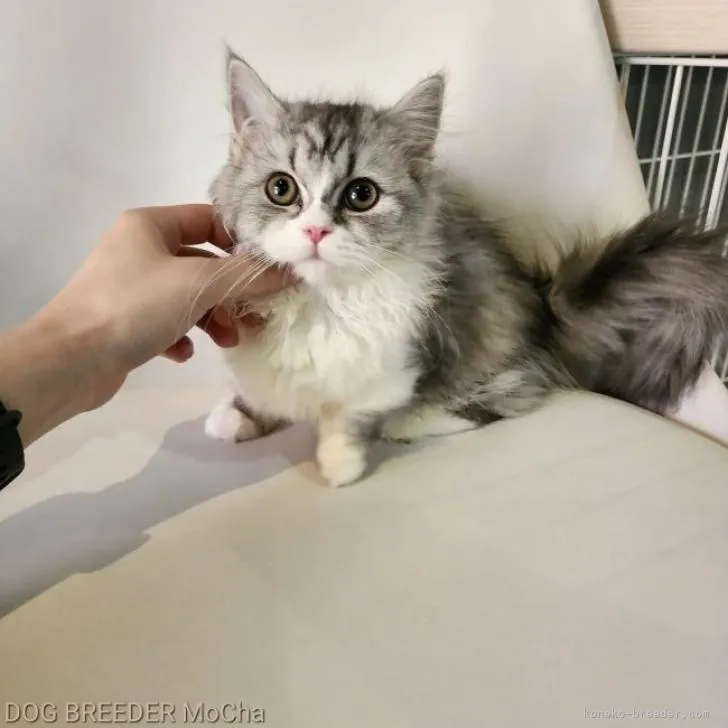 ID:2208-02052の子猫
