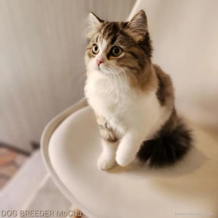 ID：2208-01953の子猫