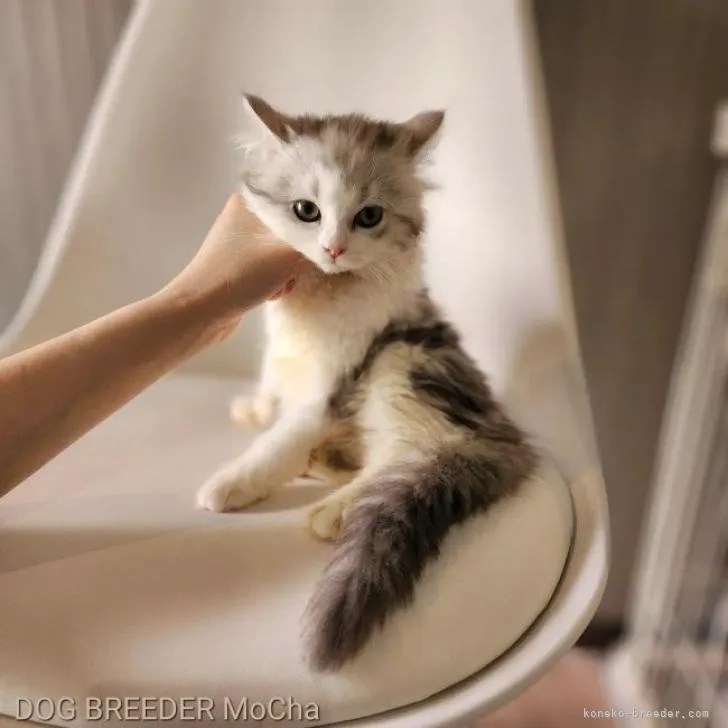 ID：2207-01227の子猫