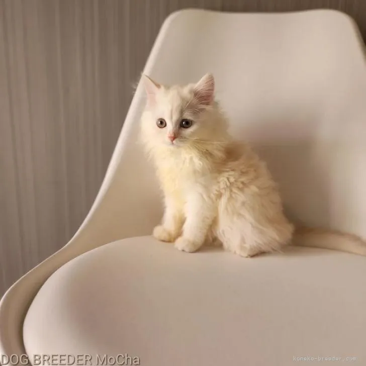 ID：2205-02663の子猫