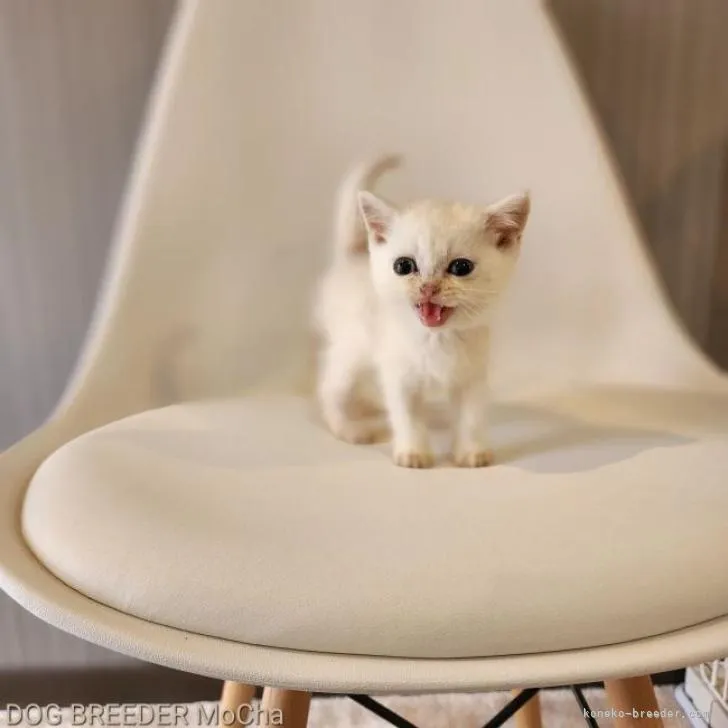 ID:2207-03019の子猫