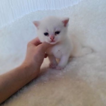 ブリティッシュショートヘア【千葉県・男の子・2021年9月4日・ホワイト&クリーム】の写真「当店の猫ちゃんは全て韓国猫となります。」