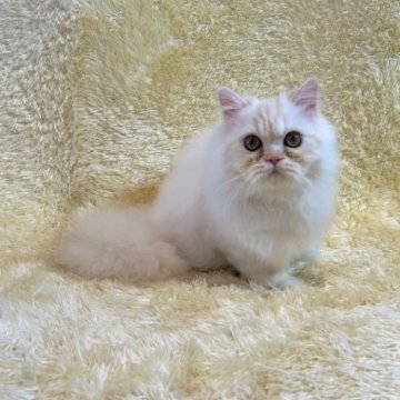 ミヌエット(長足)【千葉県・男の子・2023年3月4日・クリーム&ホワイト】の写真「人懐こくて、遊ぶことが大好きです♡」