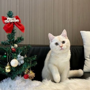ミックス【千葉県・男の子・2024年7月22日・ホワイト&レッド】の写真「元気いっぱいかわいい男の子です♪」