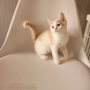 マンチカン(長足)【千葉県・男の子・2022年3月22日・クリーム&ホワイト】の写真「当店の猫ちゃんは全て韓国猫となります。」