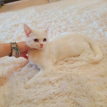 マンチカン(長足)【千葉県・女の子・2021年10月29日・ホワイト（短毛）】の写真「当店の猫ちゃんは全て韓国猫となります。」