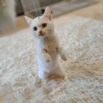 スコティッシュフォールド(立ち耳)【千葉県・女の子・2021年11月2日・ホワイト】の写真「当店の猫ちゃんは全て韓国猫となります。」
