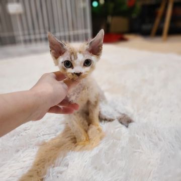 デボンレックス【千葉県・男の子・2021年10月1日・グレージュ&ホワイト】の写真「当店の猫ちゃんは全て韓国猫となります。」