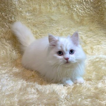 マンチカン(長足)【千葉県・男の子・2023年8月16日・ホワイト】の写真「白くてふわふわ♪　お目目パッチリな男の子です♡」