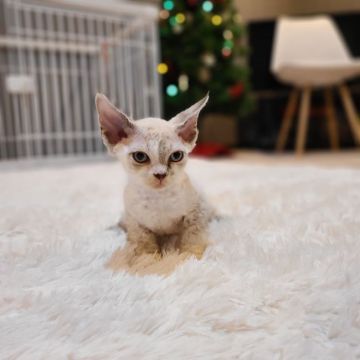 デボンレックス【千葉県・男の子・2021年10月1日・グレージュ&ホワイト】の写真「当店の猫ちゃんは全て韓国猫となります。」