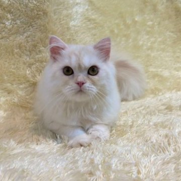 ミヌエット(長足)【千葉県・男の子・2023年3月4日・クリーム&ホワイト】の写真「遊ぶことが大好き♡　おっとりとした性格です♡」