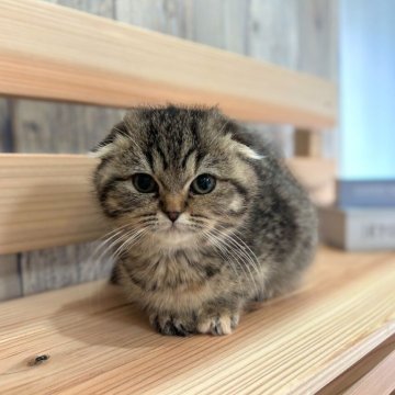 スコティッシュフォールド(折れ耳)【千葉県・女の子・2023年11月11日・ブラウンタビー】の写真「折れ耳ちゃんのかわいい女の子です♪」