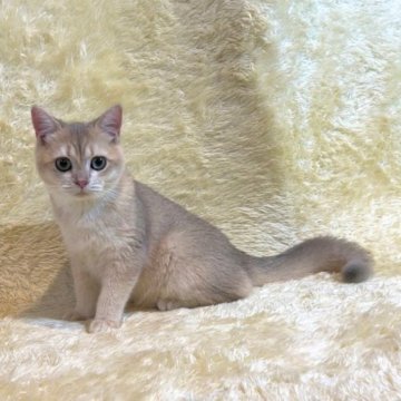 ブリティッシュショートヘア【千葉県・男の子・2023年3月31日・フォーン】の写真「とっても人懐こくて、遊ぶことが大好き♡」
