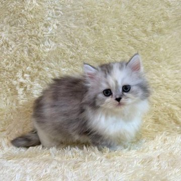 マンチカン【千葉県・女の子・2023年4月4日・キャリコ】の写真「遊び盛りのかわいい赤ちゃんです。」