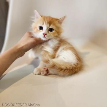 マンチカン(短足)【千葉県・男の子・2022年7月22日・レッドタビー&ホワイト】の写真「当店の猫ちゃんは全て韓国猫となります。」