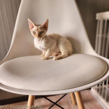 デボンレックス【千葉県・男の子・2022年3月6日・クリームタビー】の写真「当店の猫ちゃんは全て韓国猫となります。」