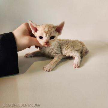 デボンレックス【千葉県・男の子・2022年11月29日・レッドタビー】の写真「当店の猫ちゃんは全て韓国猫となります。」