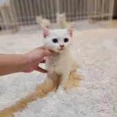 スコティッシュフォールド(立ち耳)【千葉県・女の子・2021年11月2日・アルビノホワイト】の写真1