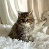 マンチカン(長足)【千葉県・女の子・2024年3月18日・ブラウンタビー】の写真1