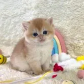 ブリティッシュショートヘア【千葉県・男の子・2023年3月9日・ゴールデン】の写真1