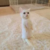 マンチカン(短足)【千葉県・男の子・2021年10月29日・ホワイト】の写真1