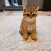 ブリティッシュショートヘア【千葉県・男の子・2021年9月9日・ゴールデン ゴールド】の写真1