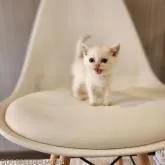 ブリティッシュショートヘア【千葉県・女の子・2022年6月25日・クリーム&ホワイト】の写真1