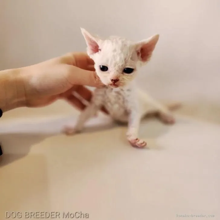 デボンレックス【千葉県・女の子・2022年11月29日・ホワイト】の写真1