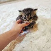 マンチカン(短足)【千葉県・男の子・2022年3月23日・ブラウンタビー】の写真2