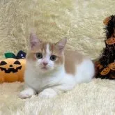 スコティッシュフォールド(立ち耳)【千葉県・男の子・2023年7月2日・レッド&ホワイト】の写真2