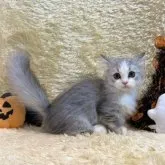 マンチカン(短足)【千葉県・男の子・2023年7月5日・シルバータビー&ホワイト】の写真2