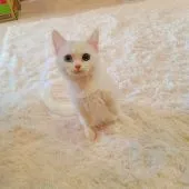 マンチカン(短足)【千葉県・男の子・2021年10月29日・ホワイト】の写真2