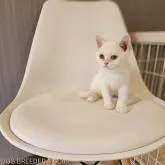 ブリティッシュショートヘア【千葉県・男の子・2022年6月25日・ホワイト】の写真2