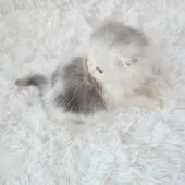 ペルシャ(チンチラ)【千葉県・男の子・2021年5月22日・ブルー&ホワイト】の写真2