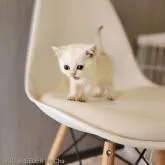 ブリティッシュショートヘア【千葉県・女の子・2022年6月25日・クリーム&ホワイト】の写真2