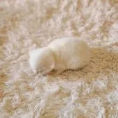 ブリティッシュショートヘア【千葉県・男の子・2022年2月23日・ホワイト】の写真3