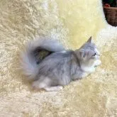 ペルシャ【千葉県・男の子・2023年3月24日・シルバータビー&ホワイト】の写真3