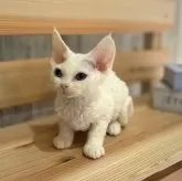 デボンレックス【千葉県・女の子・2023年11月17日・ホワイト】の写真3