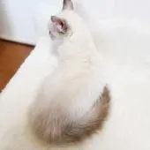 マンチカン(短足)【千葉県・男の子・2021年6月21日・シールポイント】の写真3